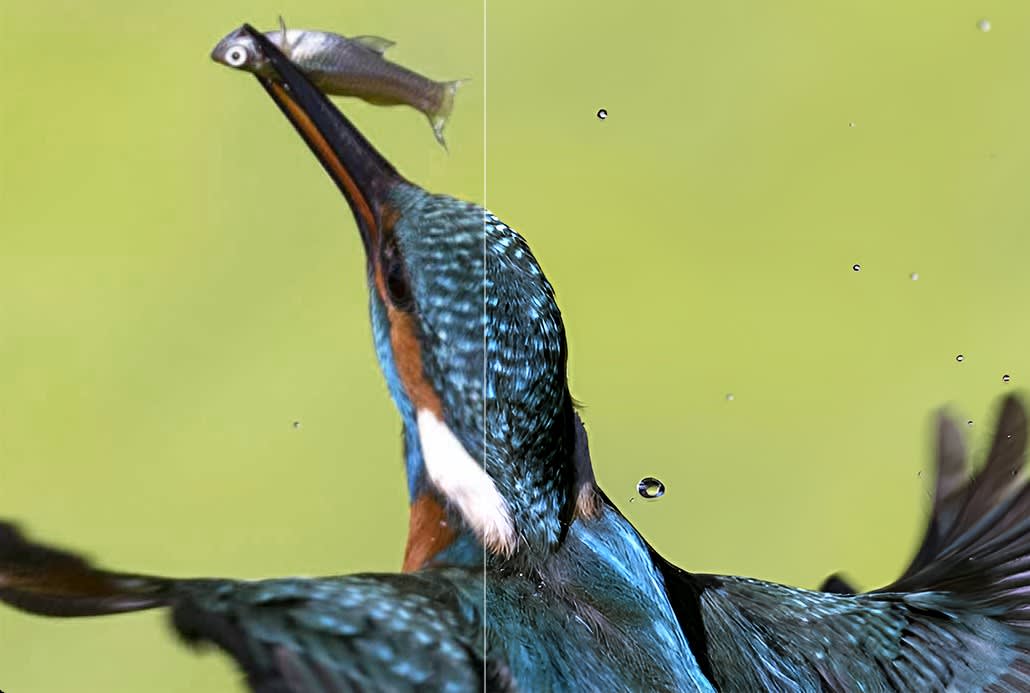 Sharpening a slightly soft wildlife photo in Aiarty