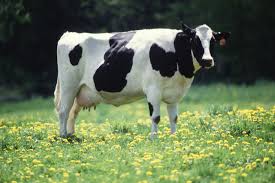  Australian dairy: major industry 'reset' underway