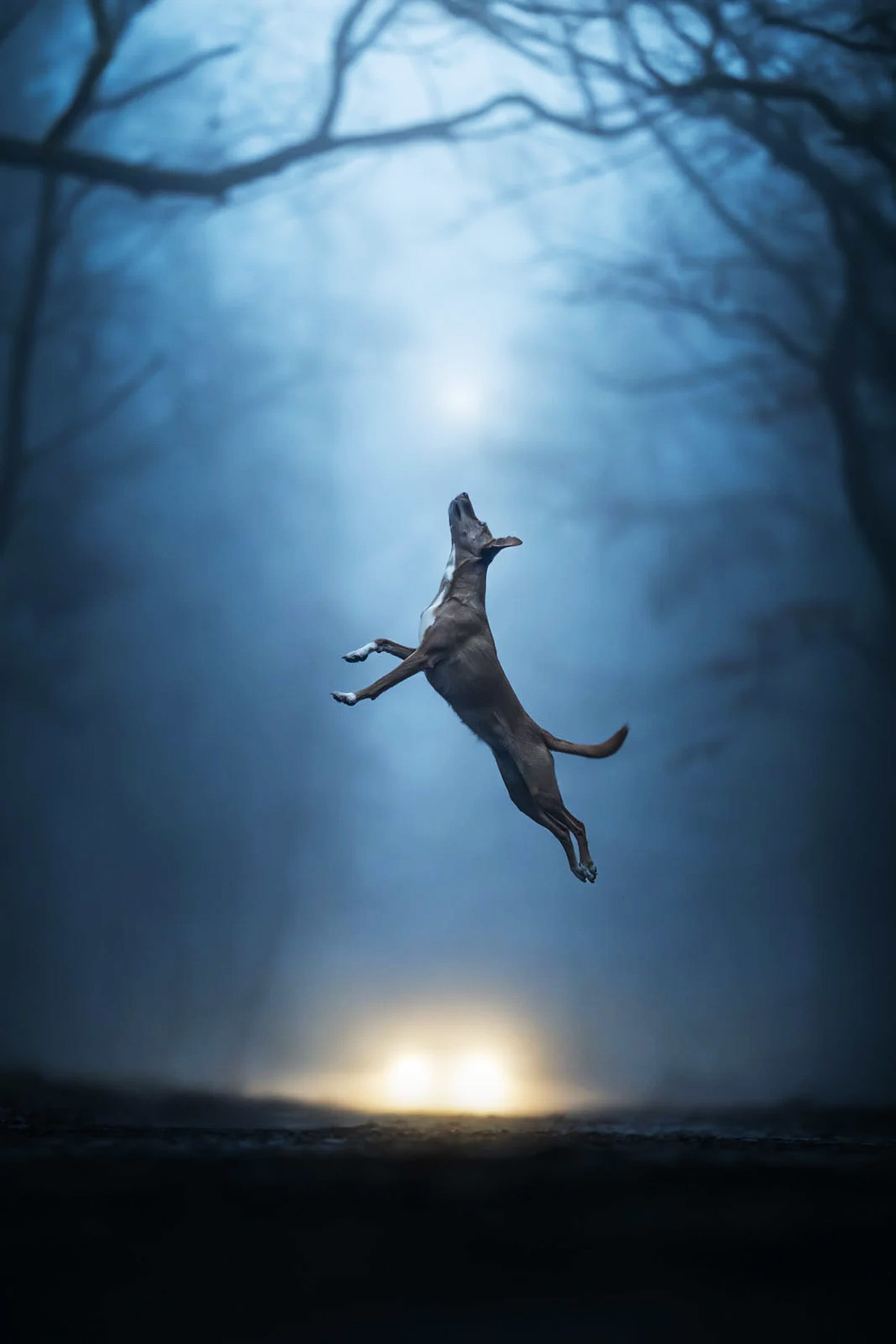 Third place in the Action category. ‘Weightless.’ | Photo by Linda Glomb / Dog Photographer of the Year