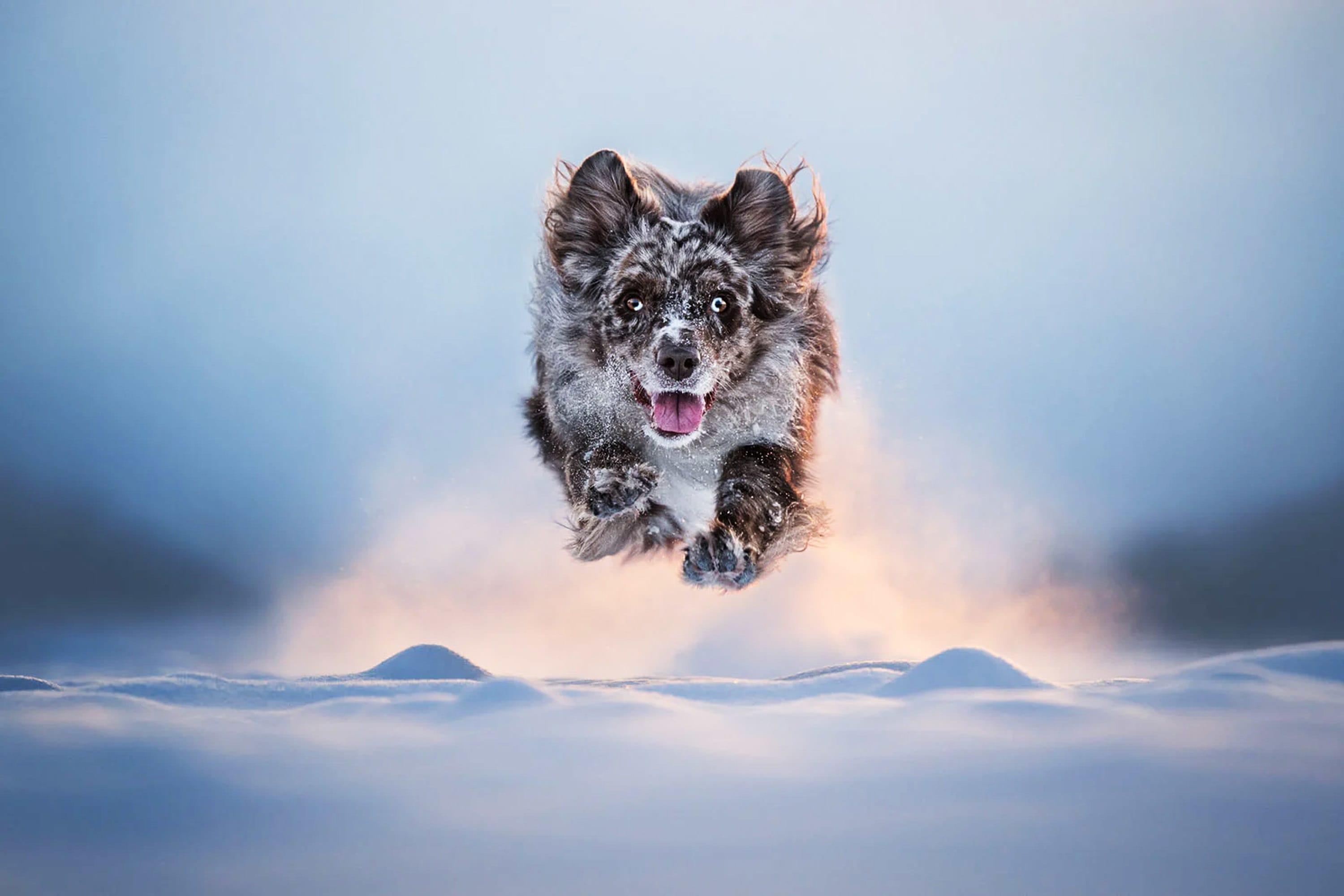 First place in the Action category. ‘Winter Launch.’ | Photo by Nika Kuplenk Golobic / Dog Photographer of the Year