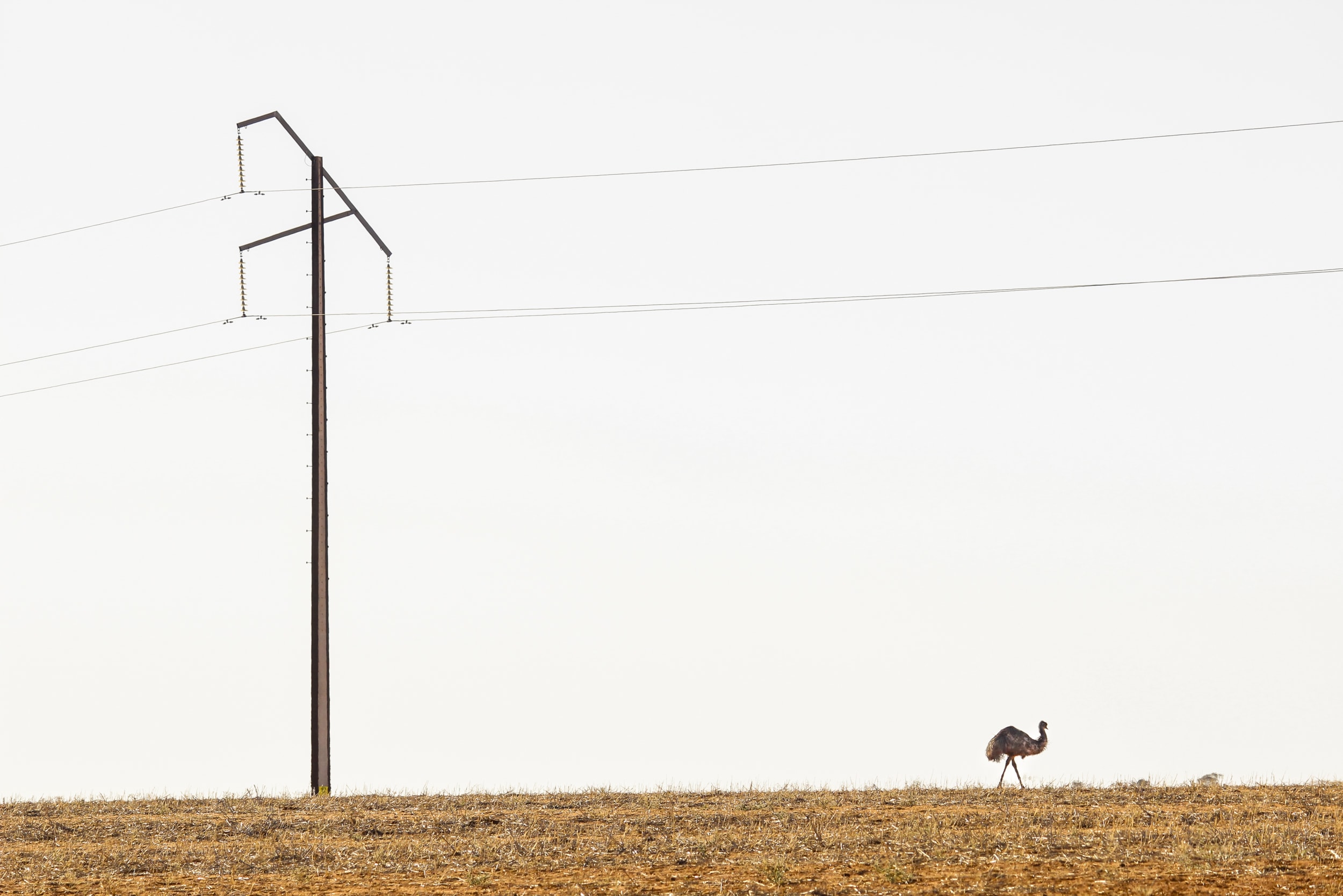 Adrian Stavovy, Emu Walking