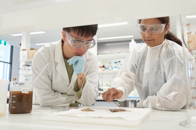 Associate Professor Jayashree Arcot and researcher Kehao Huang in the lab processing the dried banana pseudostem material.