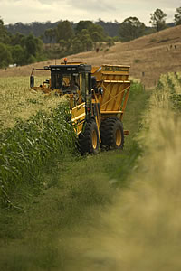 In the latest funding round of the federal Modern Manufacturing Initiative:
Mulgowie Fresh (QLD, VIC): $5.1 million to expand its processing capability and capacity in sweet corn and beans, increasing its supplies both domestically and in South-East Asia. (Image source: Mulgowie website)