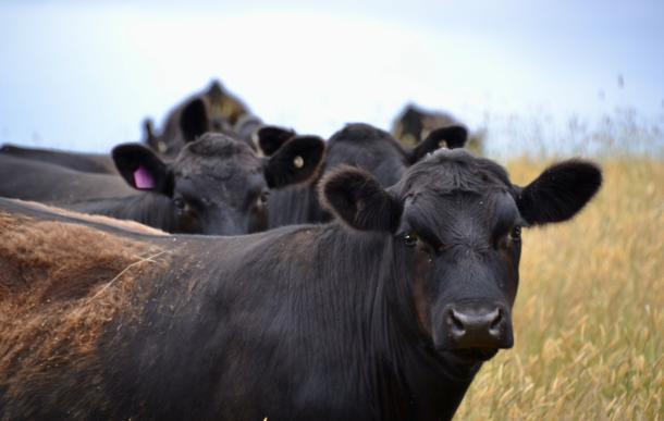 With funding from the Victorian Government, Geelong food manufacturer, Farm Foods Australia has expanded production with advanced manufacturing technology and equipment. (Source: Getty)
