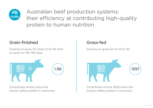 In an Australian first, the national science agency CSIRO has measured the 'net protein contribution' of beef to human nutrition. It means the quality and quantity of protein created by cattle can be measured in comparison to the protein they eat. (Source: CSIRO)
