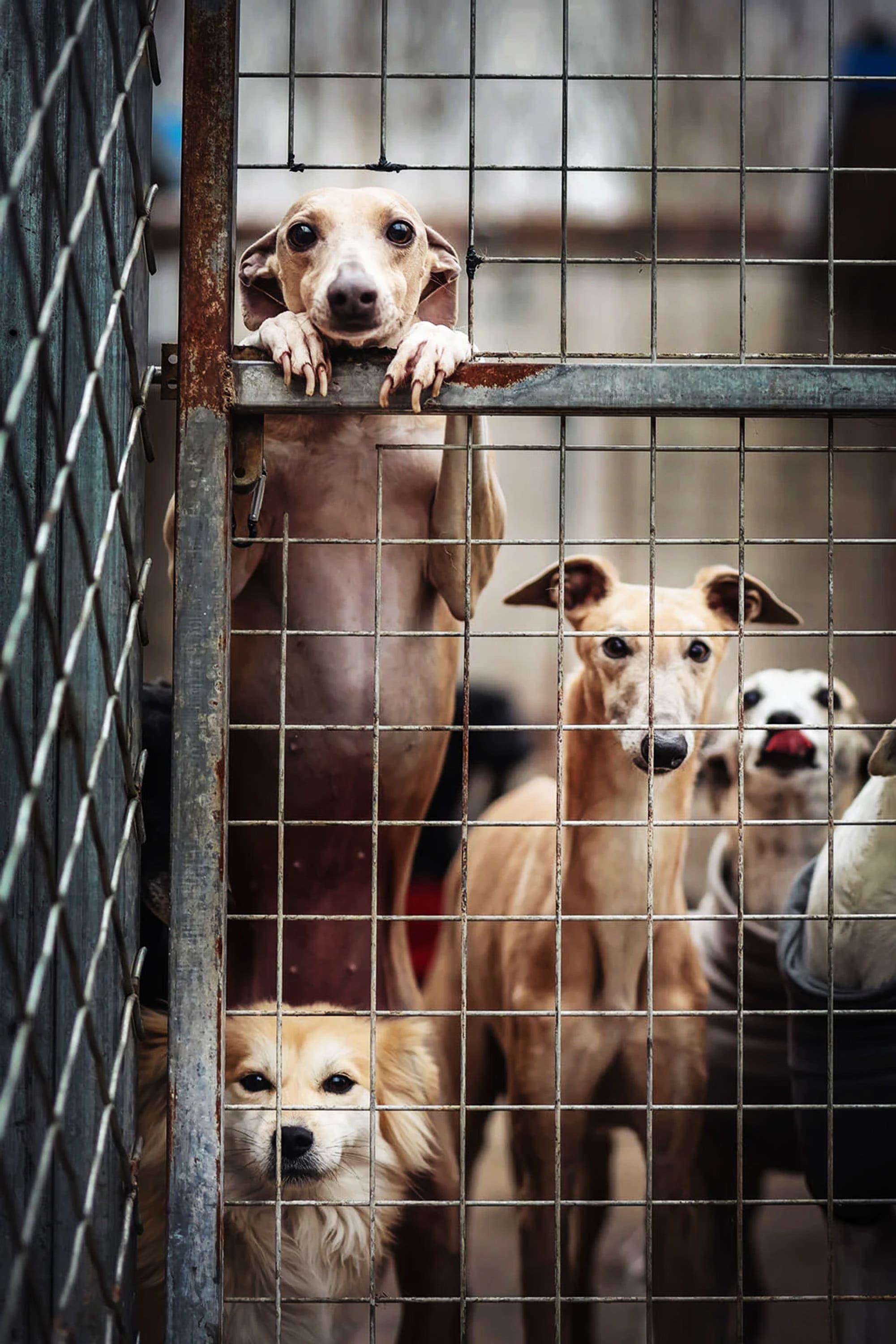 First place in the Documentary category. ‘Waiting.’ | Photo by Tianhang Zhang / Dog Photographer of the Year