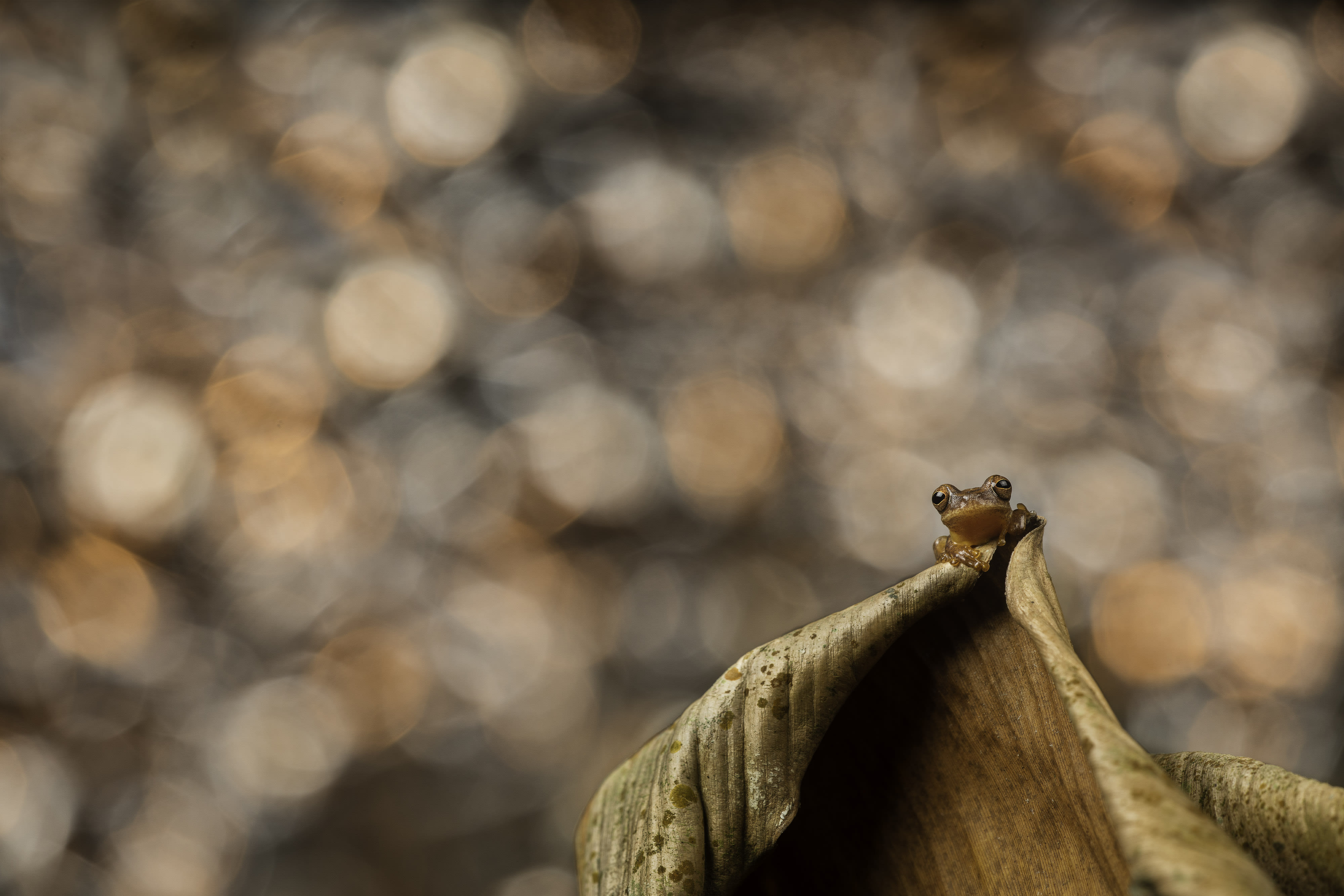 Off-camera flash helped illuminate this Hourglass Treefrog (Dendrosophus ebbrecatus) while I balanced the exposure against a sunlit background. Canon 5DsR, Sigma 150mm macro lens. 1/200s @ f8, ISO 200. Godox flash transmitter, Godox V860 flash in TTL mode, LumiQuest softbox