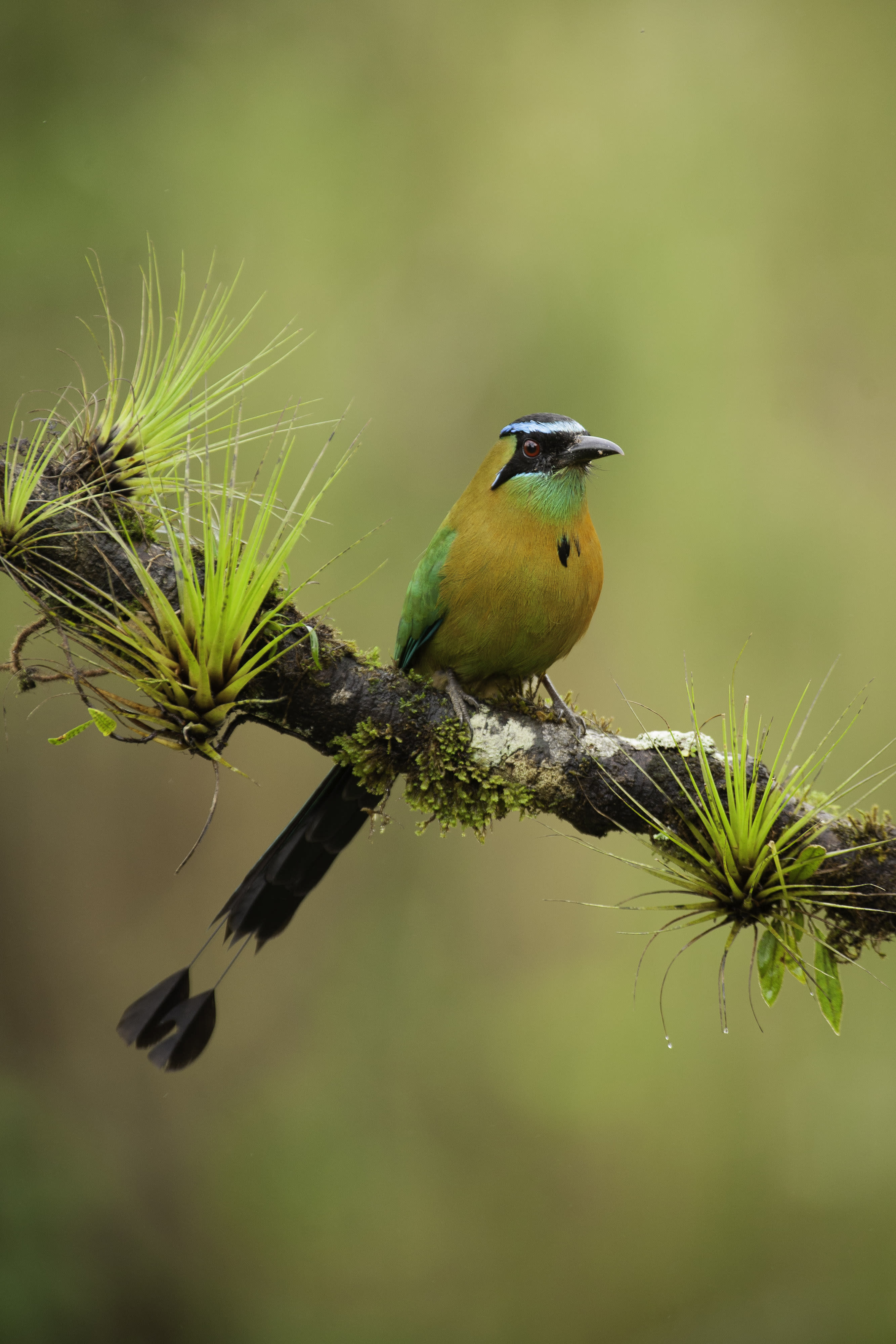 A kiss of light from my flash mounted on my camera’s hotshoe opened up shadow and colour detail for this beautiful Lesson’s Motmot (Momotus lessonii), captured right in my front yard. Canon 5D, Canon 300mm lens. 1/250s @ f4, ISO 400.1.4x teleconverter, Induro tripod, Canon 580 EX flash in TTL mode.