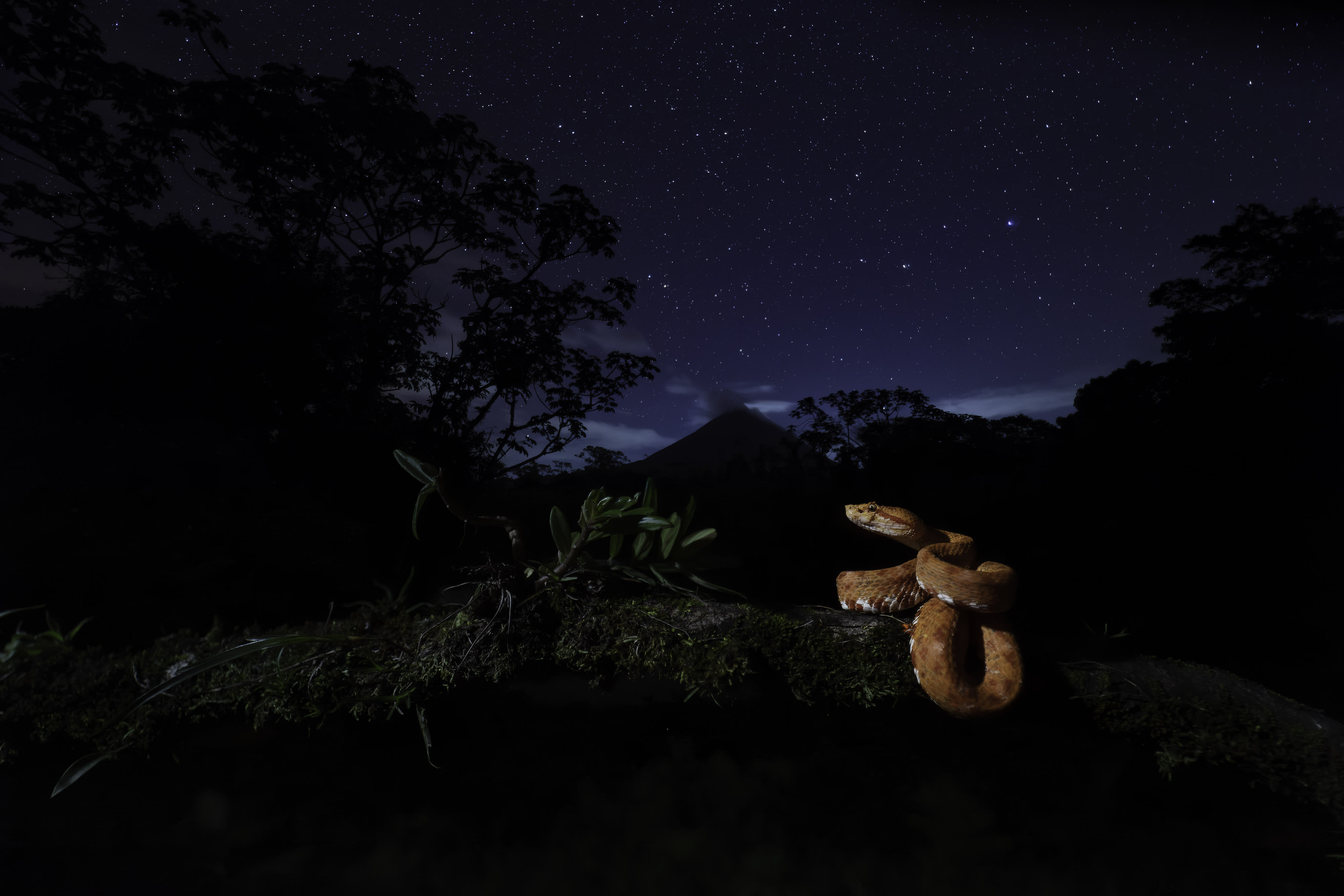 Here, I used a low dose of off-camera flash on this Eyelash Viper (Bothreichis nigroadspersus) for a moonlight look. The image was captured near Arenal Volcano, Costa Rica. Canon 5DsR, Irix 15mm lens. 20s @ f2.5, ISO 3200. Induro tripod, cable release, Godox flash transmitter, Godox V860 flash in TTL mode, LumiQuest softbox.
