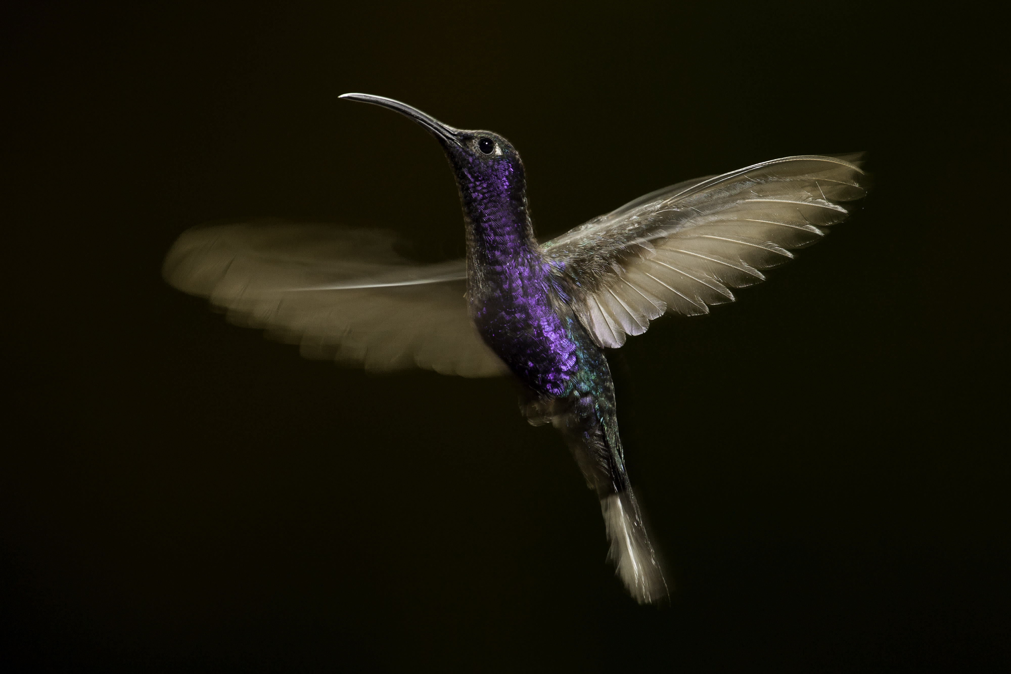Here, I used off-camera flash set at low power to produce a very brief flash pop that gave added sharpness to contrast in this image of a Violet Sabrewing hummingbird (Campylopterus hemileucurus) with wing blur during this slow shutter speed image. Canon 5D Mark II, Canon 70-300mm lens @ 300mm. 1/50s @ f5.6, ISO 800. Induro tripod, Godox flash transmitter, Godox V860 flash in manual mode.