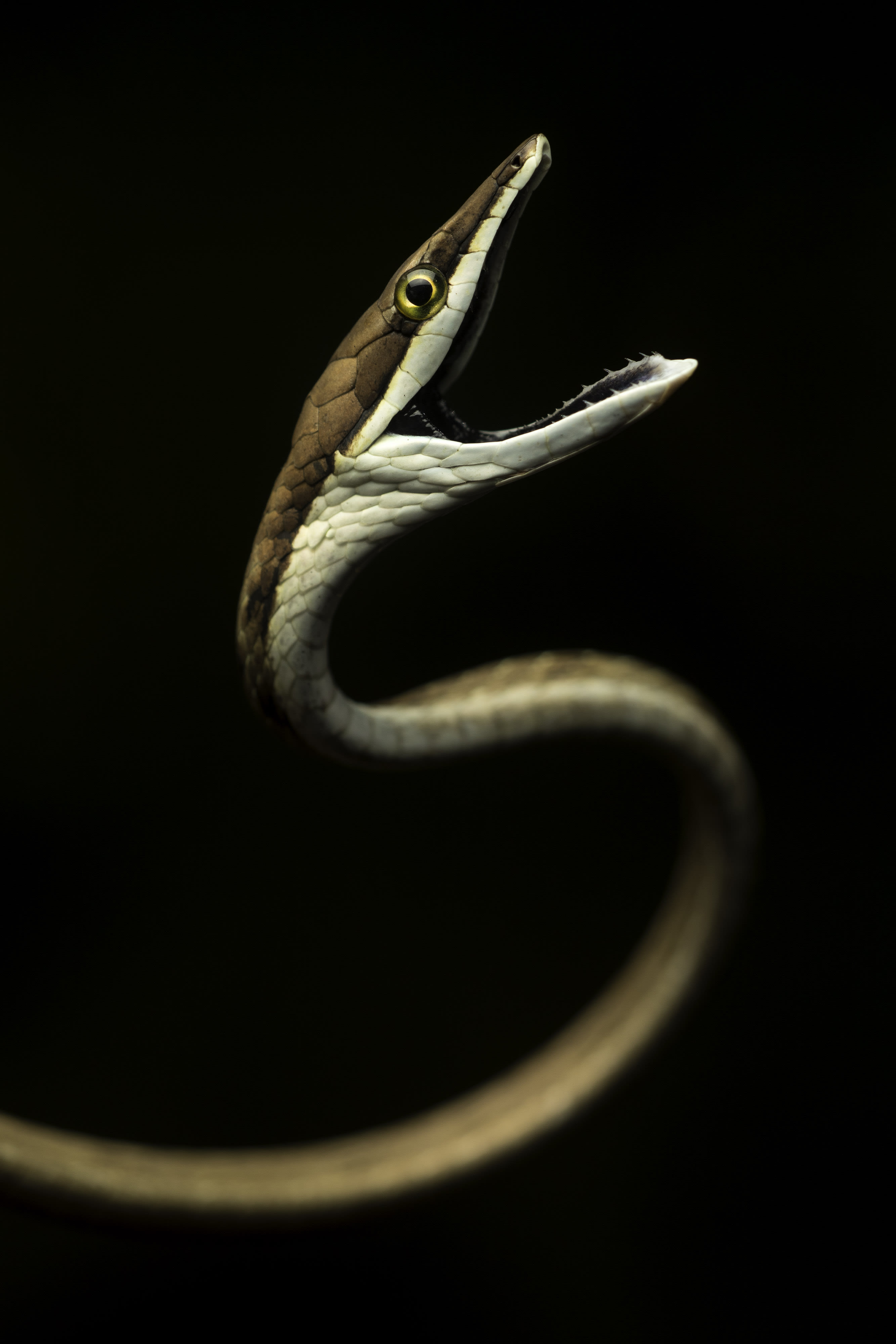 Off-camera flash allowed me to create beautiful soft light on this nocturnal Brown Vine Snake (Oxybelis aeneus). Canon 7D Mark II, Sigma 150mm macro lens. 1/200s @ f4, ISO 100. Godox flash transmitter, Godox V860 flash in TTL mode, LumiQuest softbox.