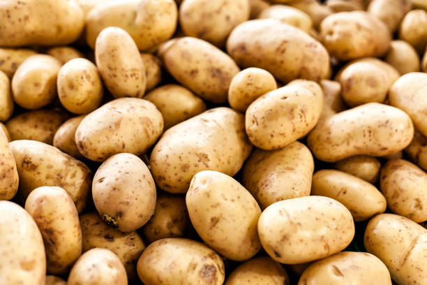 Michigan State University has been granted an exemption from US biotechnology regulations placed on genetically modified products for its engineered potato, which can be stored for longer periods of time without browning. 
Source: Getty Images