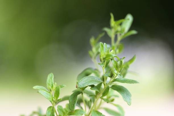 Healthy ingredients company, Tate & Lyle, has launched its new stevia composition, Optimizer Stevia 8.10, which the company describes as a cost-effective ingredient with a premium taste profile close to sugar.
Source: Getty Images