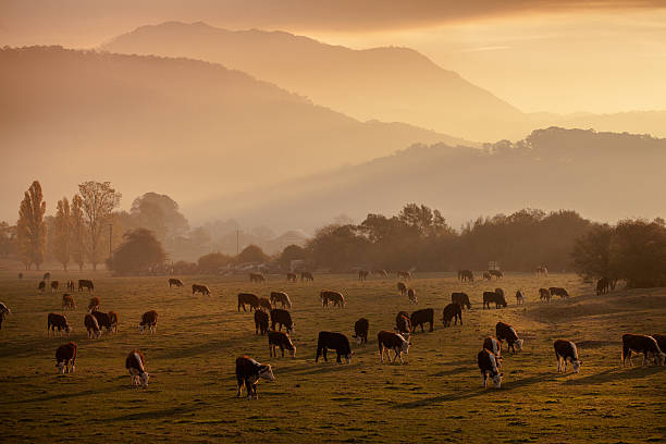 The Australian Agricultural Company has released its annual sustainability report. As climate change, biodiversity decline, and population growth affect the environment, the company is doing its part to support the food system.
Source: Getty Images