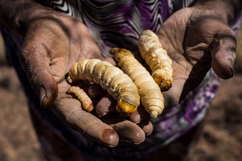 At least 16 species of insects are traditionally eaten by First Nations Peoples in Australia, including the iconic Witjuti grub. (Image: Tobias Titz).