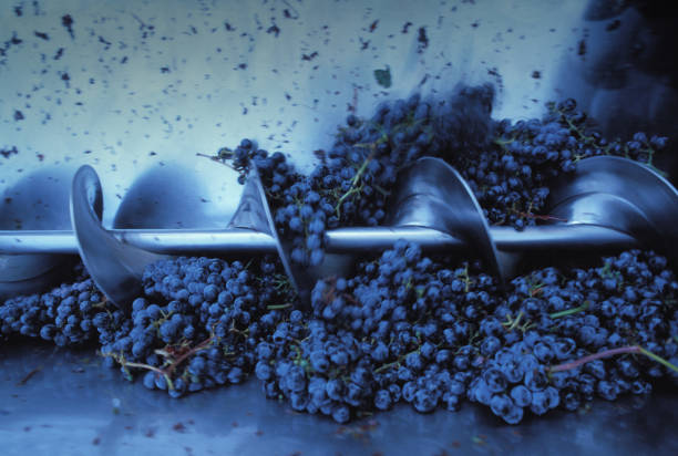 Wine Australia has released its 2024 National Vintage Report, showing that although the Australian winegrape crush had a 9 per cent year-on-year increase, it still falls well below the 10- year average.
Source: Getty Images