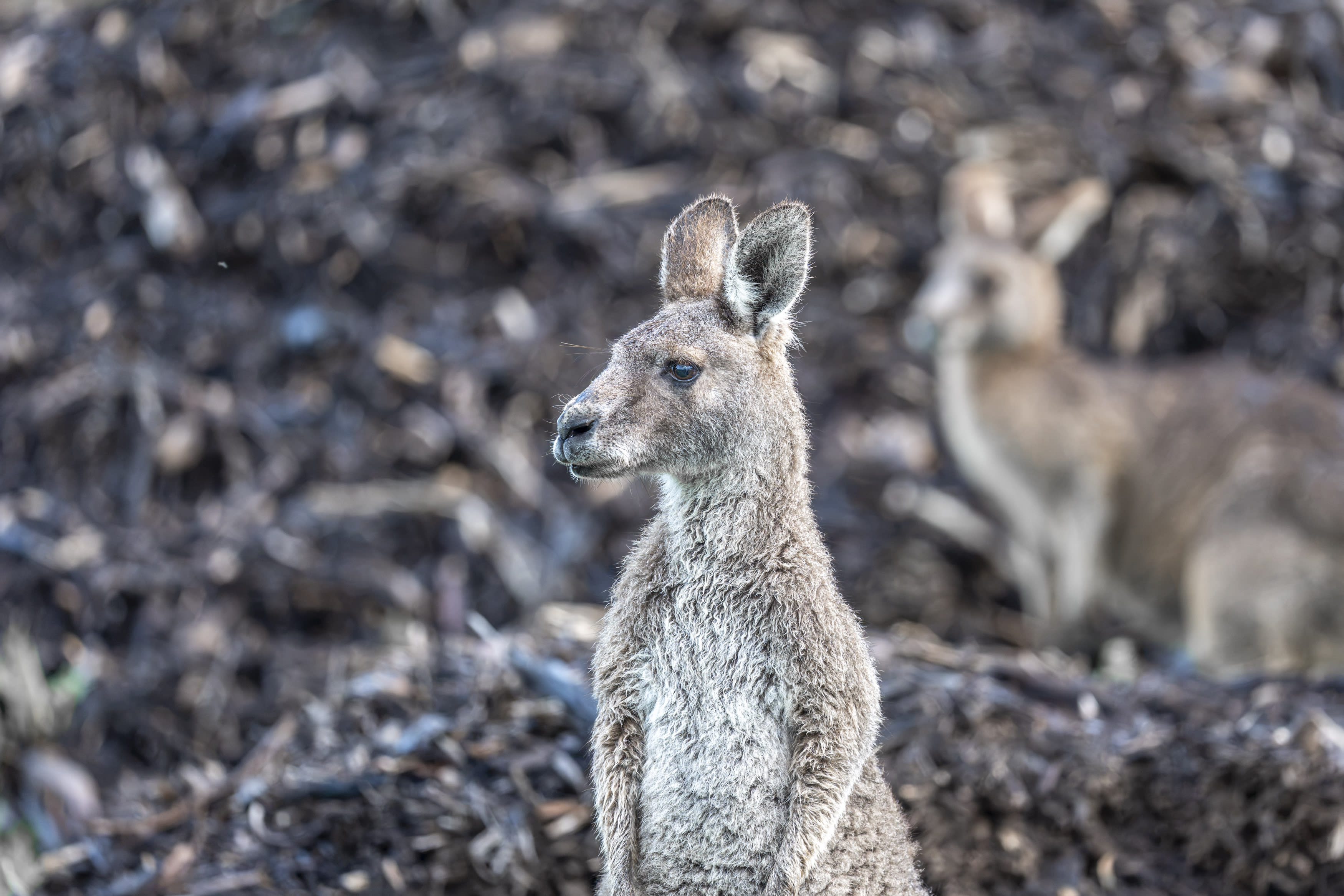 There were some issues with the bokeh, however. With bright, straight-line objects such as grass or twigs that weren’t completely out of focus, you could sometimes see subtle dark edges when the centre of the frame was lighter.