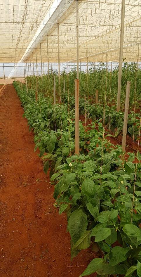 The MEEDAC Innovation Park shade house is from Canadian retractable roof house specialist Cravo. It means the corporation can grow fruit and vegetables all year around, including in difficult growing seasons.