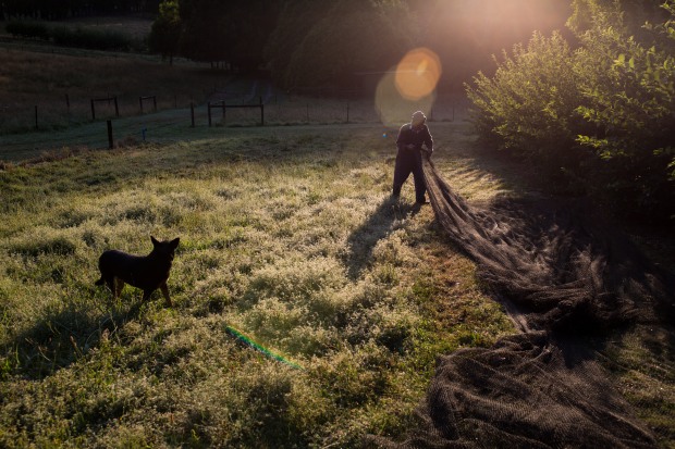&copy; Jane Cowan. Featured portfolio, "Propagating a dream" &ndash; Australasia&rsquo;s Top Emerging Photographers 2019.