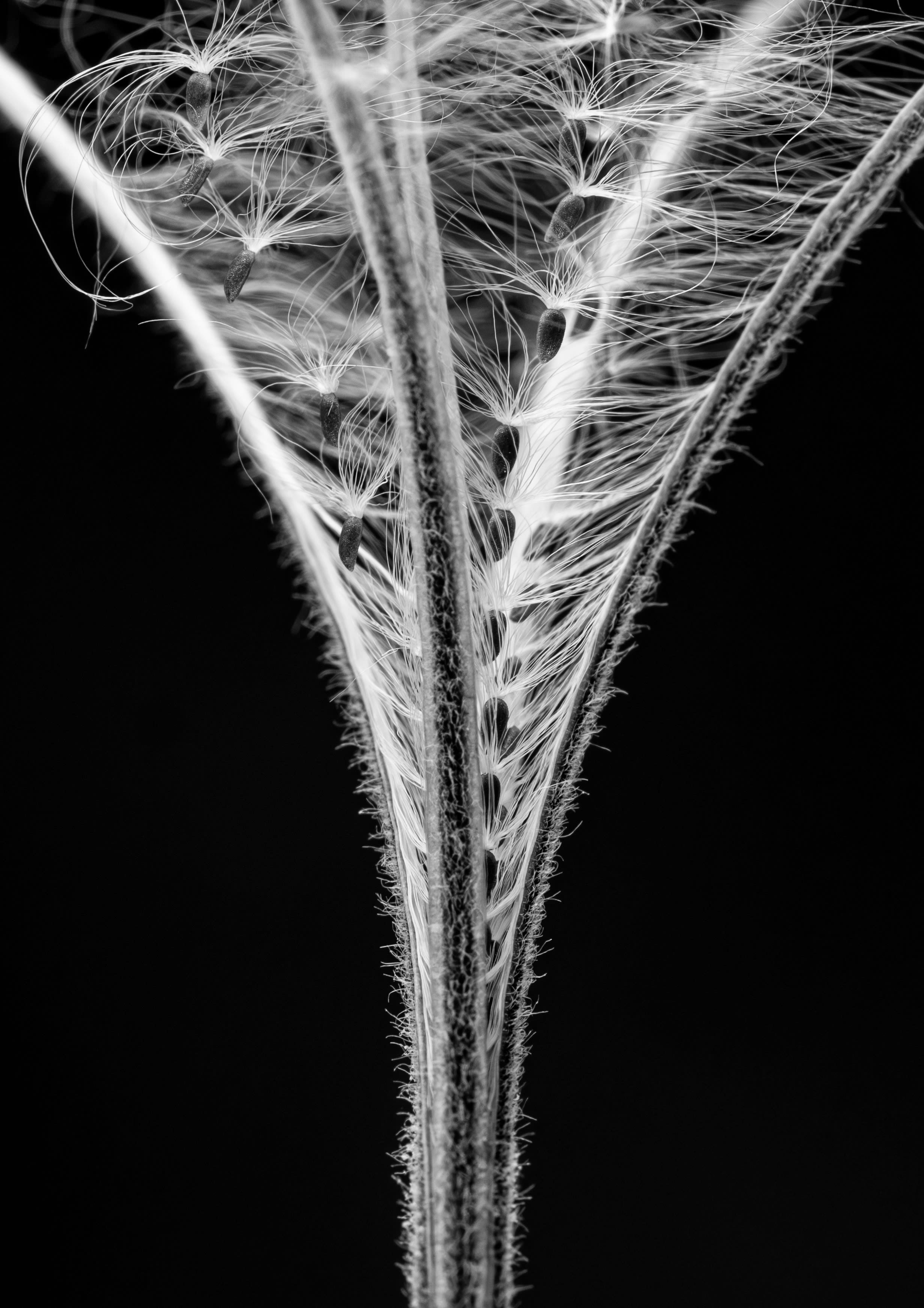 Kate Snow, Spreading seeds