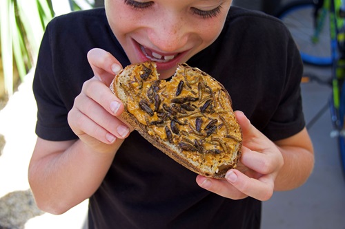 Edible insects may one day become a staple of the modern Australian diet (Image: Dr Bryan Lessard).