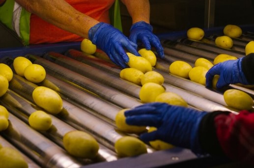 Australia&rsquo;s largest potato producer, Mitolo Family Farms, has sold a majority stake in the business to Ontario Teachers&rsquo; Pension Plan. MD Frank Mitolo says the family will retain a &ldquo;significant ownership stake&rdquo;.