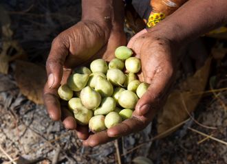The Australian Nuclear Science and Technology Organisation has discovered evidence of fraudulent Kakadu plum extracts in international circulation.
Source: Scimex