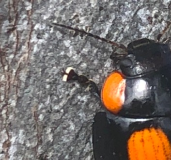 National Eucalypt Day Photo -Leaf Beetle distinguishing feature- QG player Hannah