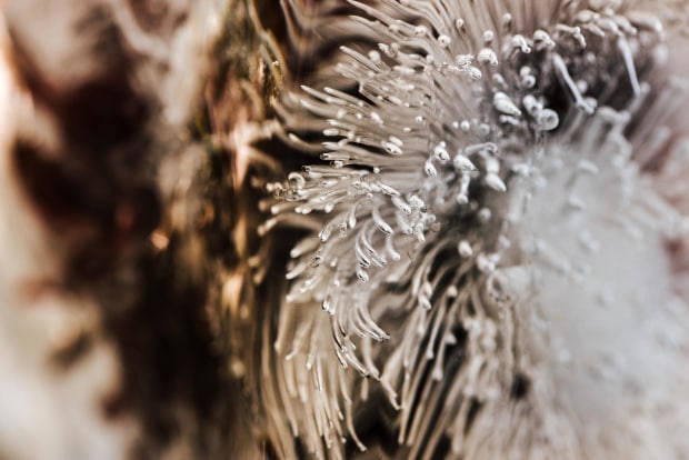 &copy; Abi Hackling. Featured portfolio, "Escape" &ndash; Australasia&rsquo;s Top Emerging Photographers 2019.