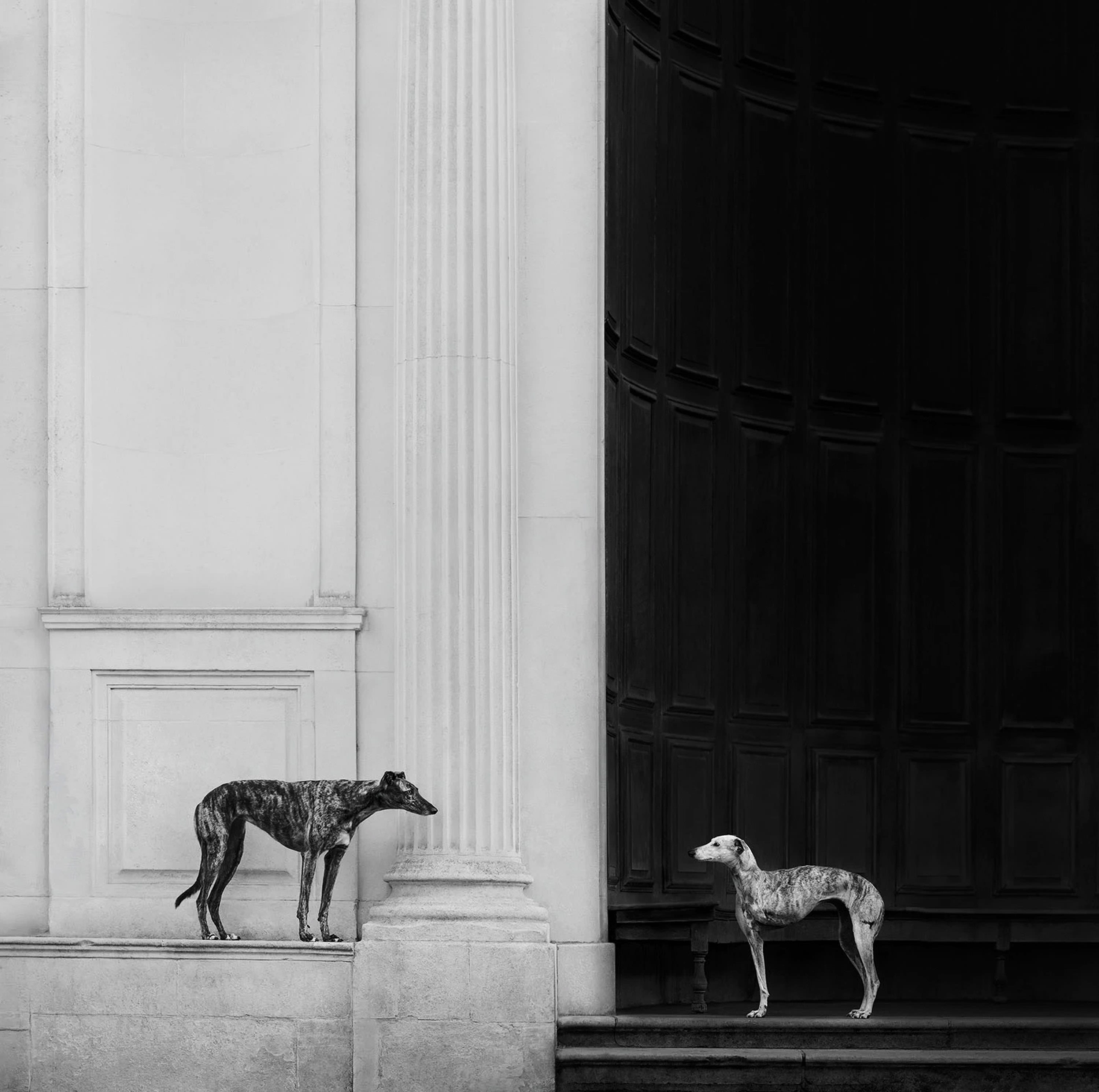First place in the Open category. ‘Run.’ | Photo by Elena Marchi / Dog Photographer of the Year