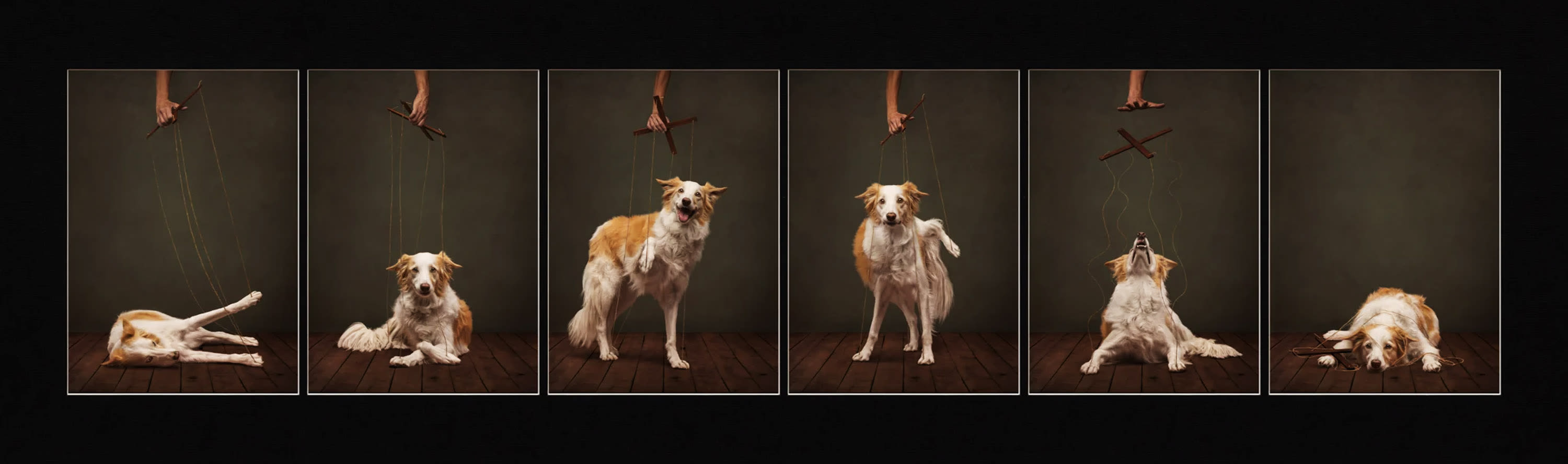 Second place in the Open category. ‘Losing Control.’ | Photo by Callie Soden / Dog Photographer of the Year