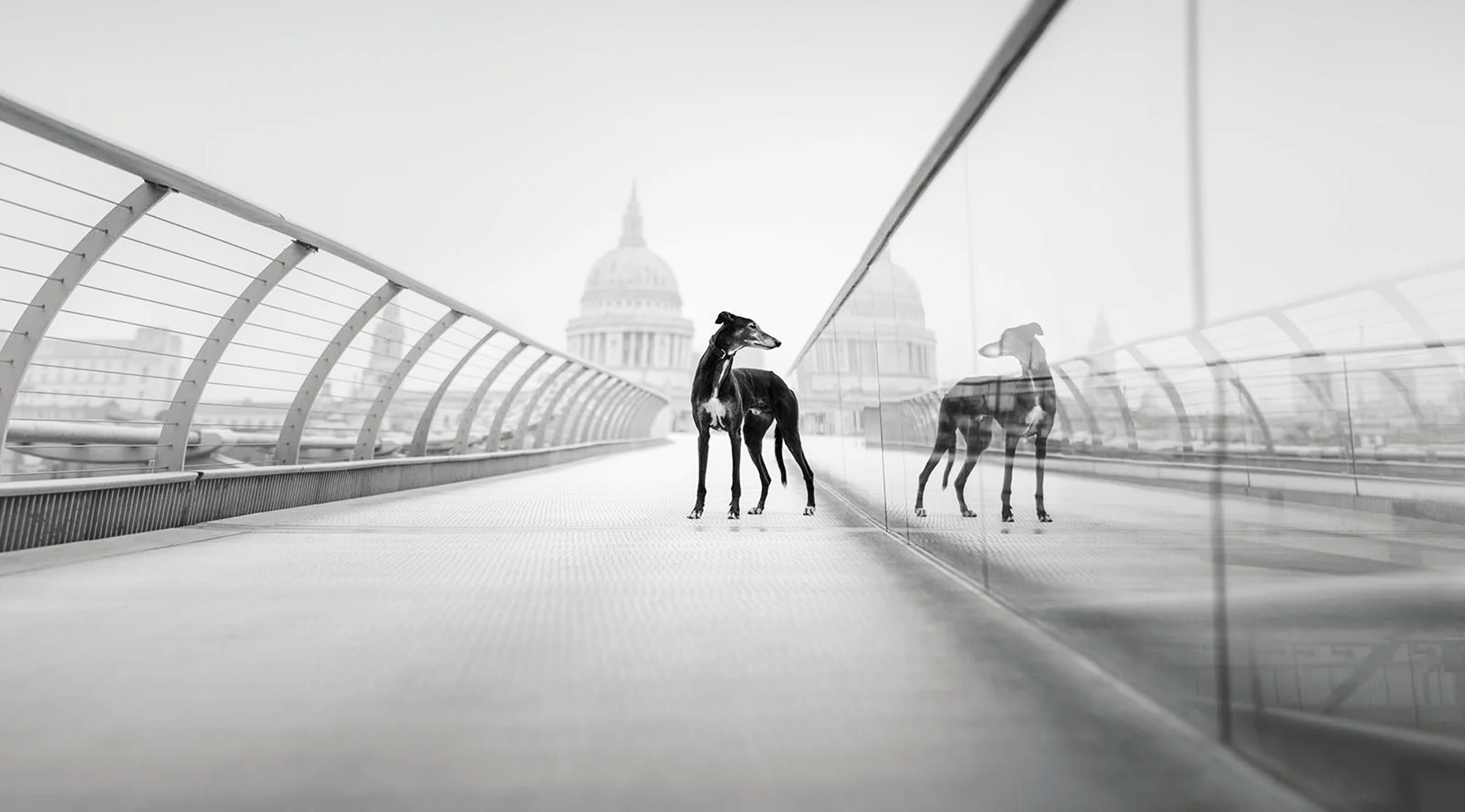 First place in the Portrait category. ‘Beyond the Track.’ | Photo by Elena Marchi / Dog Photographer of the Year
