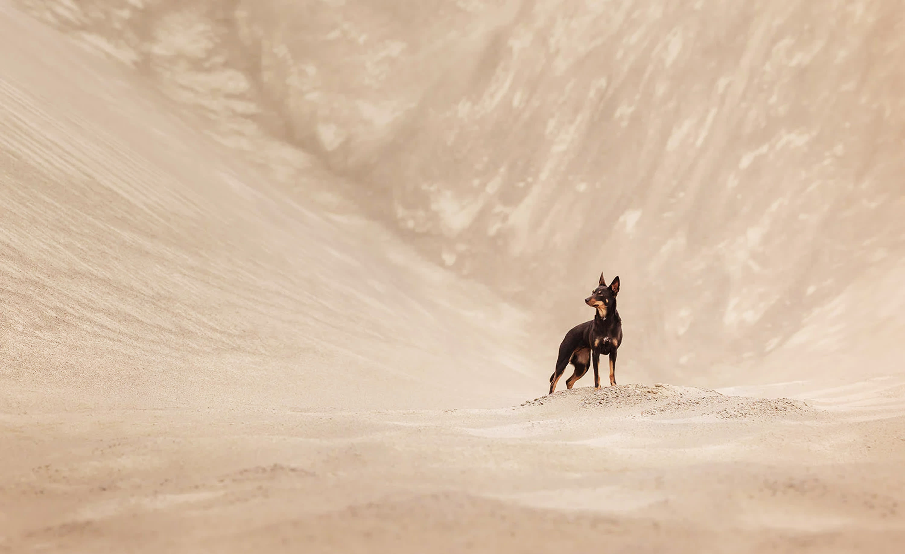 Third place in the Portrait category. ‘It’s Her World’ | Photo by Kairi Laiapea / Dog Photographer of the Year