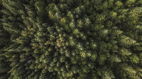 UPM Raflatac says paper for RAFNXT+ is from sustainably managed forests. (Image: UPM Raflatac)