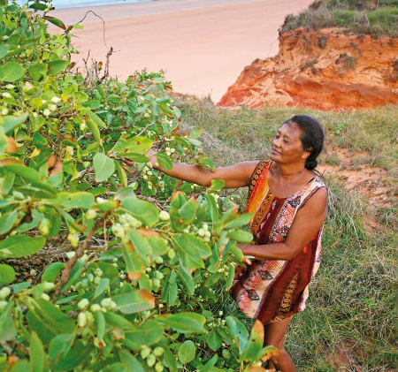 Val Sibosado harvesting Kakadu plums on the Dampier Peninsula, Western Australia for the Outback Spirit, a pioneering bush food company developing ethical supply chains with Indigenous communities since 2002. 
In 2019, founder Juleigh Robins told Food & Drink Business: &ldquo;My concern was that they would be blitzed by white farmers coming into the field, and I thought it was important to try and put some structures in place. People in these remote areas can access this food and know so much about it &ndash; it is their cultural heritage &ndash; and it is a great opportunity for them economically.&rdquo;