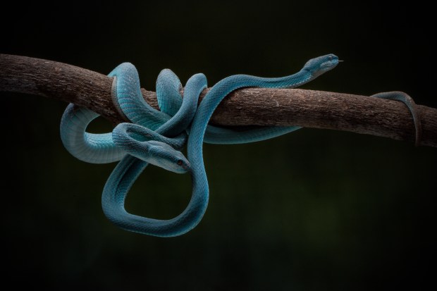 &copy; Robin Yong. Featured portfolio, "Little Friends from the rainforest" &ndash; Australasia&rsquo;s Top Emerging Photographers 2019.