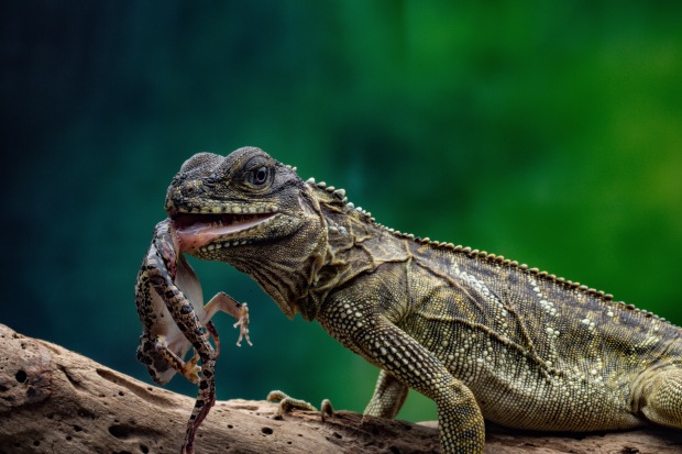 &copy; Robin Yong. Featured portfolio, "Little Friends from the rainforest" &ndash; Australasia&rsquo;s Top Emerging Photographers 2019.