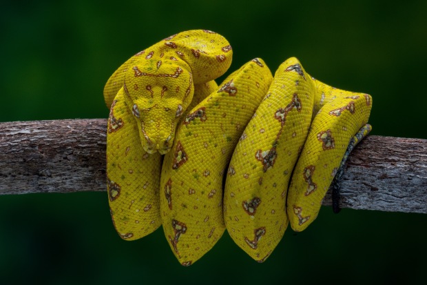 &copy; Robin Yong. Featured portfolio, "Little Friends from the rainforest" &ndash; Australasia&rsquo;s Top Emerging Photographers 2019.