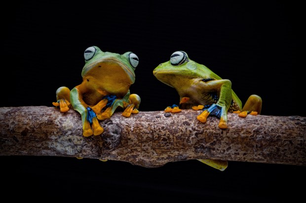 &copy; Robin Yong. Featured portfolio, "Little Friends from the rainforest" &ndash; Australasia&rsquo;s Top Emerging Photographers 2019.