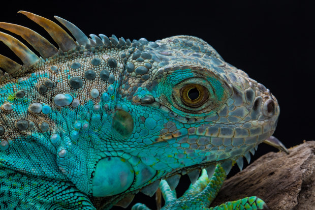 &copy; Robin Yong. Featured portfolio, "Little Friends from the rainforest" &ndash; Australasia&rsquo;s Top Emerging Photographers 2019.