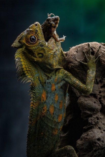 &copy; Robin Yong. Featured portfolio, "Little Friends from the rainforest" &ndash; Australasia&rsquo;s Top Emerging Photographers 2019.