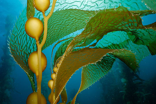 Seaweed