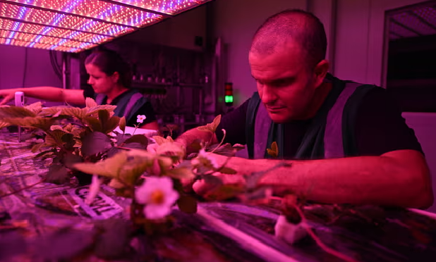 Stacked Farm plant biologist Dr Robert Coe with horticulturalist Manon van Kempen.