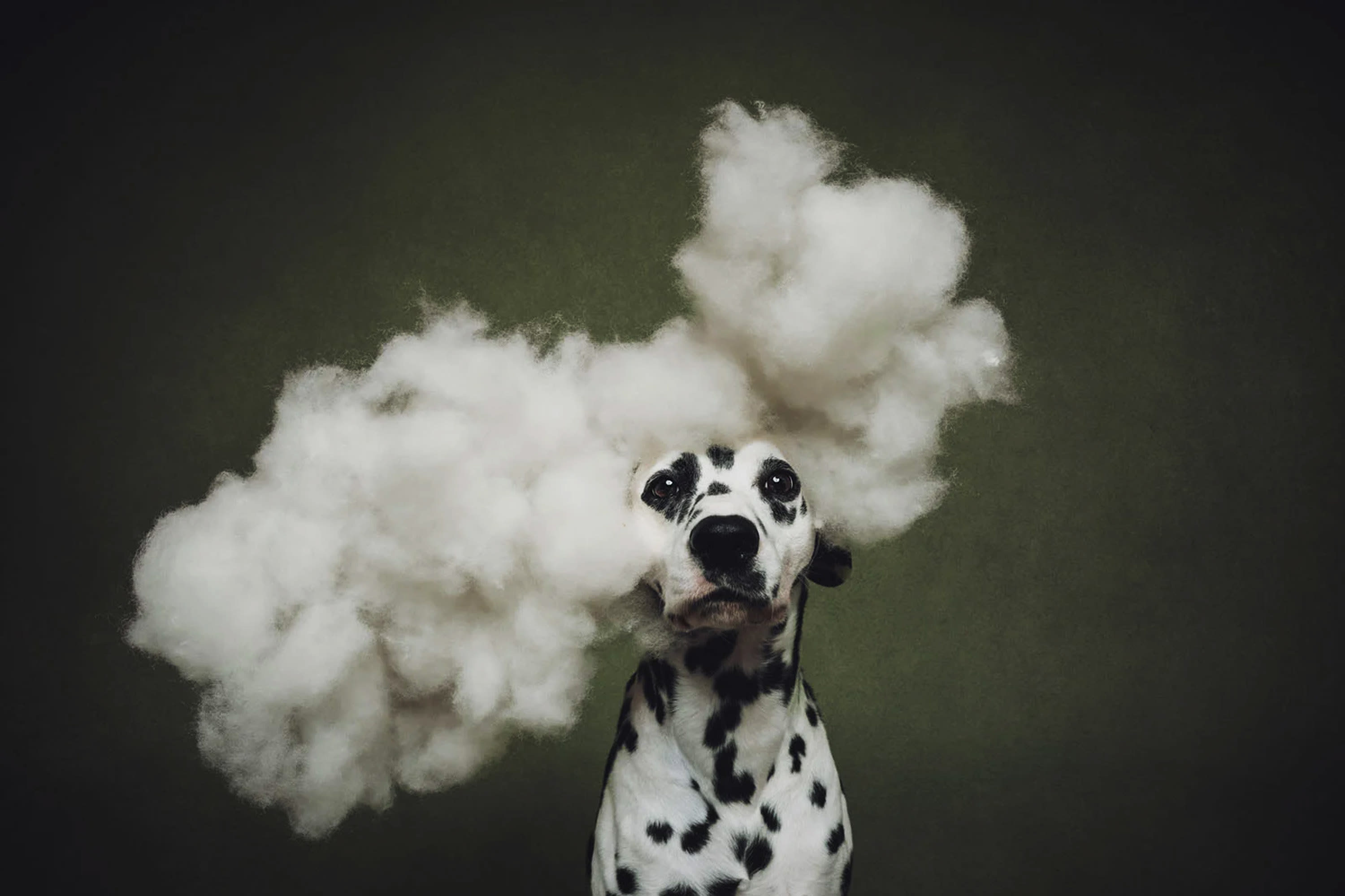 Second place in the Studio category. ‘Head in the Clouds’ | Photo by Jill Garrett / Dog Photographer of the Year