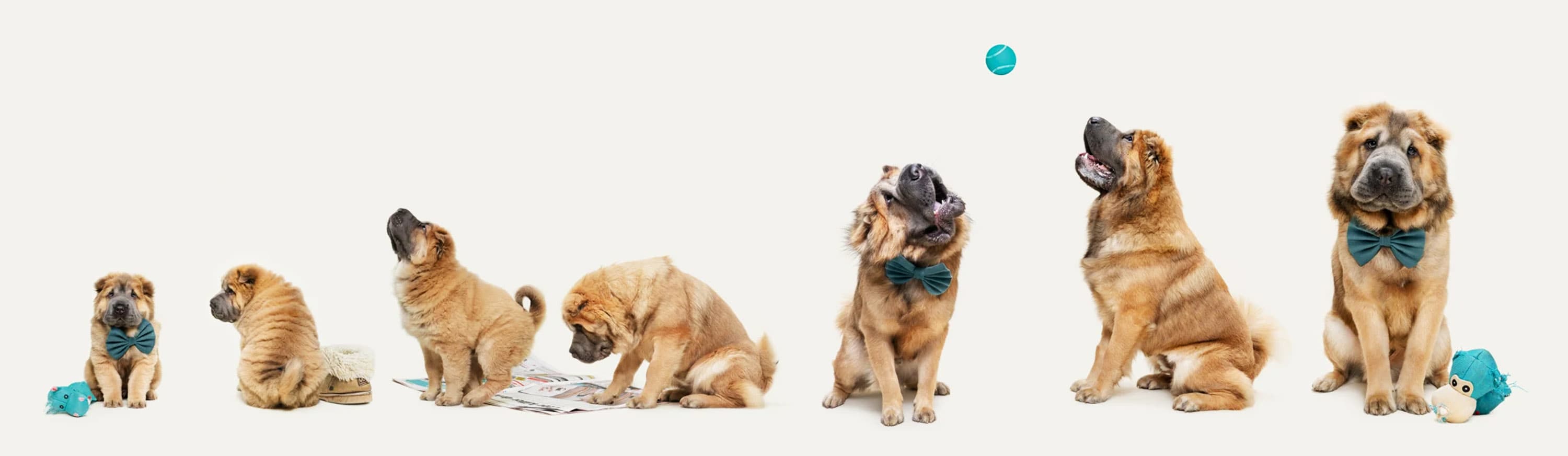 Third place in the Studio category. ‘This is Growing Up’ | Photo by Belinda Richards / Dog Photographer of the Year