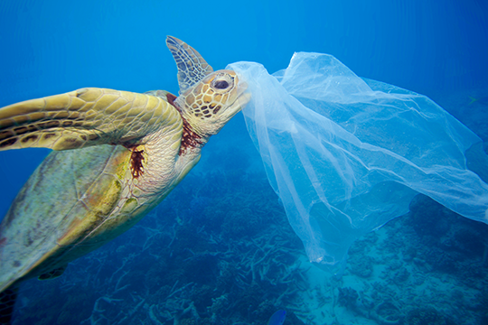 &copy; Troy Mayne _ WWF