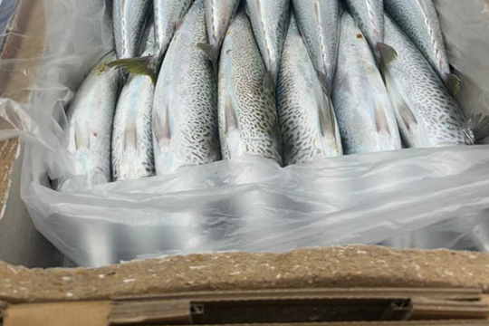 Soueast used Visycell boxes to transport wild, line caught fish from the NSW South Coast to a restaurant in Sydney.