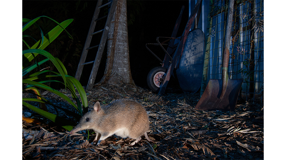Ethan Mann, 'The Wild Backyard', 2019 Wildlife and Animal Photographer of the Year.