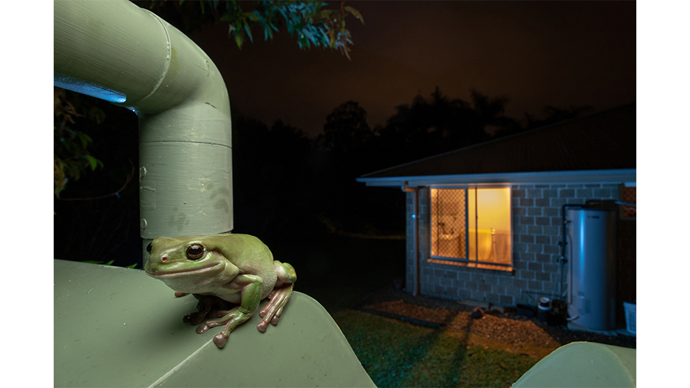Ethan Mann, 'The Wild Backyard', 2019 Wildlife and Animal Photographer of the Year.