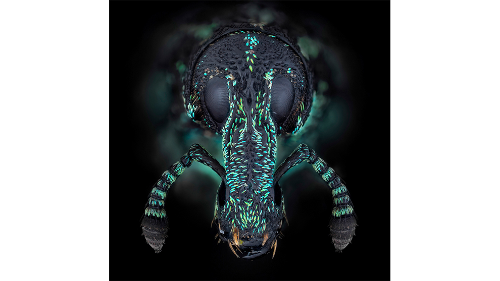 Ali Moughnieh, Insect Headshots, Winner: Animal and Nature.